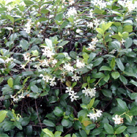 gelsomino falso-G_1398346287.gif